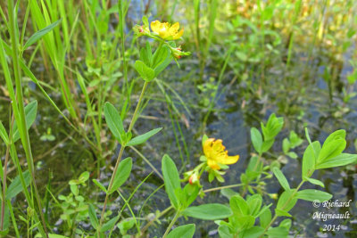 Millepertuis elliptique - Elliptic St. Johns wort - Hypericum ellipticum 2 m14