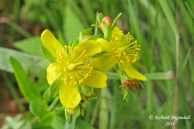 Millepertuis elliptique - Elliptic St. Johns wort - Hypericum ellipticum 3 m14