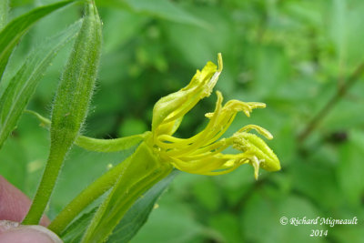 Onagre bisannuelle - Evening primrose - Oenothera biennis 7 m14