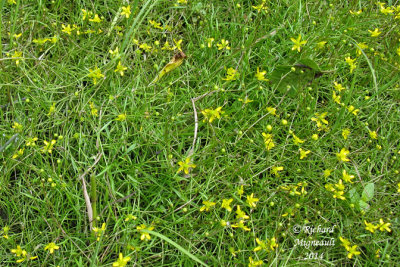Renoncule flammette - Creeping spearworth - Ranunculus flammula 1 m14