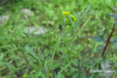 Rorippa sylvestre - Creeping yellow-cress - Rorippa sylvestris 3 m14 
