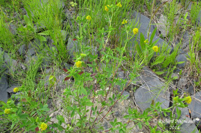 Trfle jaune - Hop Clover - Trifolium agrarium 2 m14