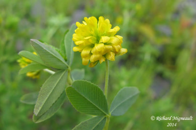 Trfle jaune - Hop Clover - Trifolium agrarium 4 m14