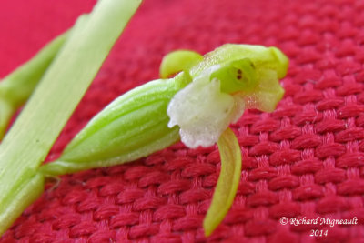Corallorhize trifide - Early coral-root - Corallorhiza trifida 2 m14