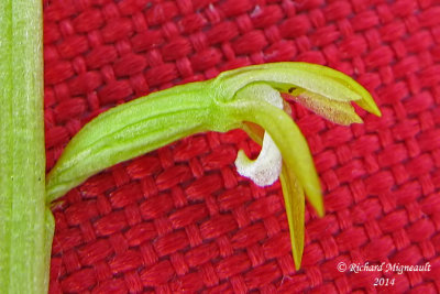 Corallorhize trifide - Early coral-root - Corallorhiza trifida 3 m14