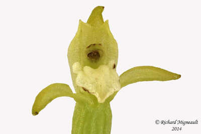 Corallorhize trifide - Early coral-root - Corallorhiza trifida 4 m14 lip 35mm