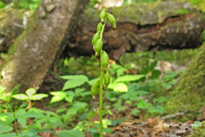 Corallorhize trifide - Early coral-root - Corallorhiza trifida 5 m14