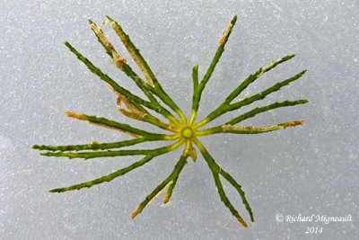 Cornifle nageante - Hornwort - Ceratophyllum Demersum 5 m14 