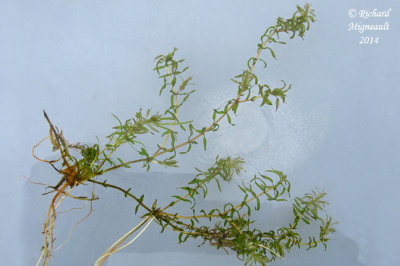 Elode de Nuttall - Nuttalls Water-weed - Elodea nuttallii 1 m14 