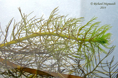 Myriophylle de Farwell - Farwells water-milfoil - Myriophyllum farwellii 3  m14