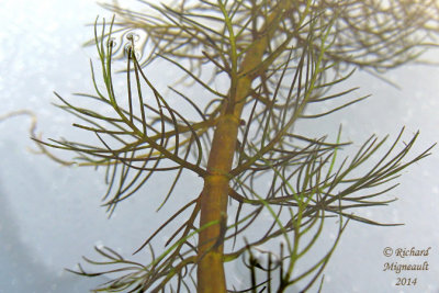 Myriophylle de Farwell - Farwells water-milfoil - Myriophyllum farwellii 4  m14 