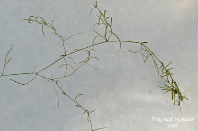 Potamot feuill - Leafy Pondweed - Potamogeton foliosus 1 m14 