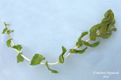 Potamot perfoli - Clasping-leaf pondweed - Potamogeton perfoliatus 1 m14
