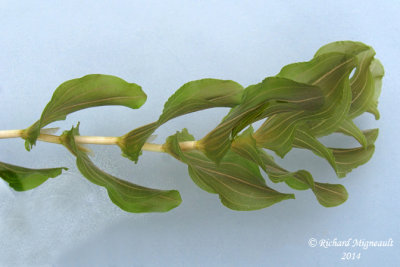 Potamot perfoli - Clasping-leaf pondweed - Potamogeton perfoliatus 2 m14 