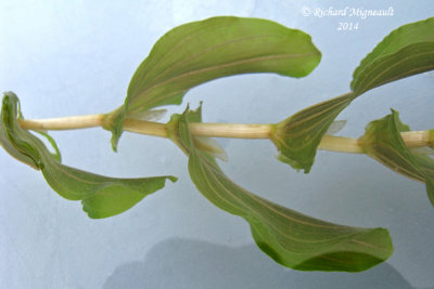 Potamot perfoli - Clasping-leaf pondweed - Potamogeton perfoliatus 3 m14 