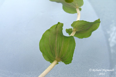 Potamot perfoli - Clasping-leaf pondweed - Potamogeton perfoliatus 4 m14 