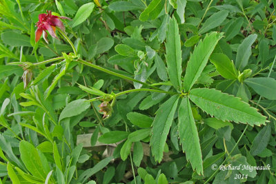 Potentille palustre - Marsh cinquefoil - Potentilla palustris 1 m14