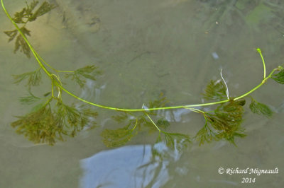 Renoncule capillaire - Hair-like water crowfoot - Ranunculus trichophylius 1 m14 