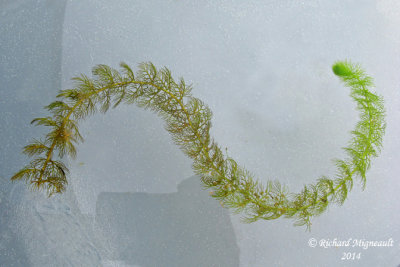 Utriculaire  scarpes gmins - Twin-scaped Bladderwort - Utricularia geminiscapa 1 m14 