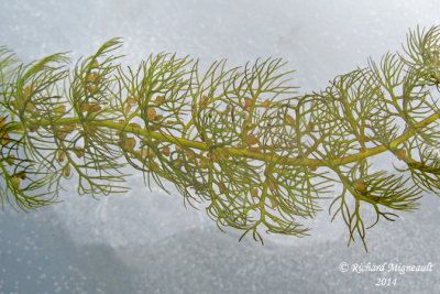 Utriculaire  scarpes gmins - Twin-scaped Bladderwort - Utricularia geminiscapa 2 m14 