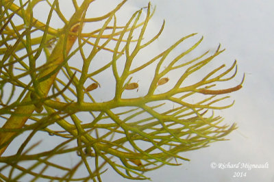 Utriculaire  scarpes gmins - Twin-scaped Bladderwort - Utricularia geminiscapa 4 m14 
