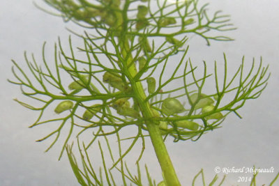 Utriculaire  scarpes gmins - Twin-scaped Bladderwort - Utricularia geminiscapa 5 m14