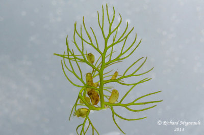 Utriculaire  scarpes gmins - Twin-scaped Bladderwort - Utricularia geminiscapa 6 m14