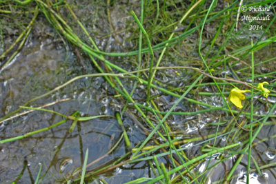 Utriculaire vulgaire - Common bladderwort - Utricularia vulgaris 1 m14 