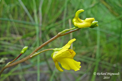 Utriculaire vulgaire - Common bladderwort - Utricularia vulgaris 2 m14 