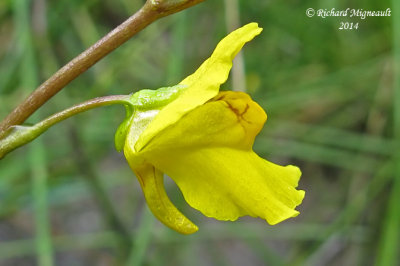 Utriculaire vulgaire - Common bladderwort - Utricularia vulgaris 3 m14 