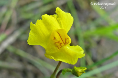 Utriculaire vulgaire - Common bladderwort - Utricularia vulgaris 4 m14 
