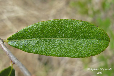 Cassandre - Leather-leaf - Cassandra calyculata 5 m14