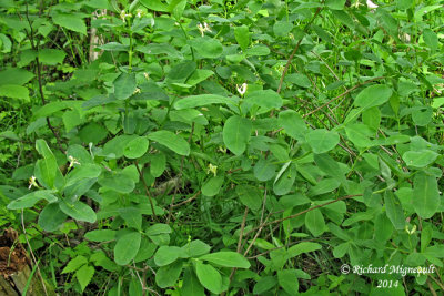 Chvrefeuille  feuilles oblongues - Swamp Fly-Honeysuckle - Lonicera oblongifolia 1 m14