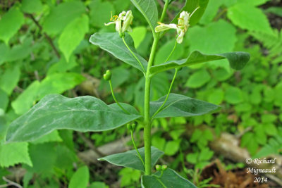 Chvrefeuille  feuilles oblongues - Swamp Fly-Honeysuckle - Lonicera oblongifolia 2 m14
