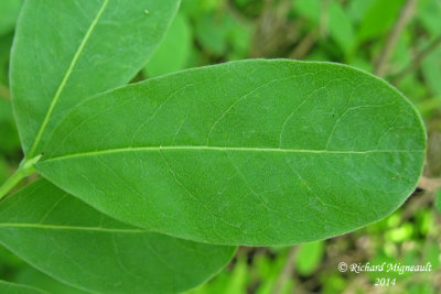 Chvrefeuille  feuilles oblongues - Swamp Fly-Honeysuckle - Lonicera oblongifolia 7 m14