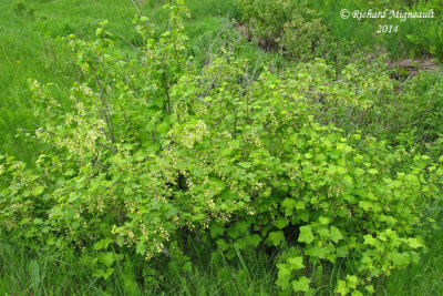 Gadelier amricain - American Black currant - Ribes americanum 1 m14