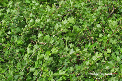 Groseillier hriss - Hairy gooseberry - Ribes hirtellum 1 m14