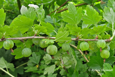 Groseillier hriss - Hairy gooseberry - Ribes hirtellum 3 m14
