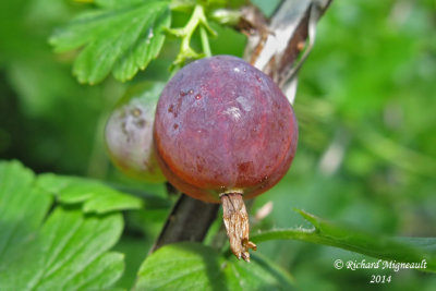 Groseillier hriss - Hairy gooseberry - Ribes hirtellum 4 m14