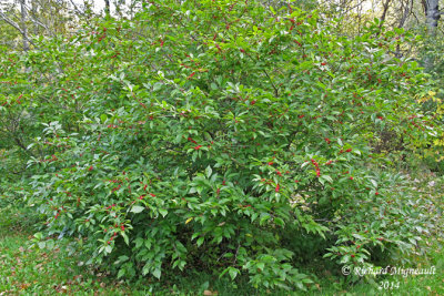 Houx verticill - Winterberry - Ilex verticillata 1 m14