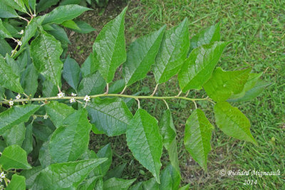 Houx verticill - Winterberry - Ilex verticillata 2 m14