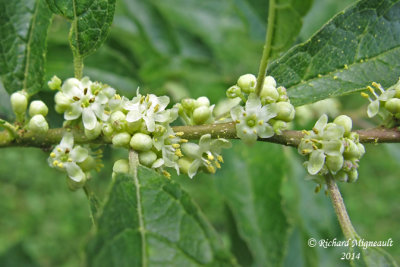 Houx verticill - Winterberry - Ilex verticillata 3 m14