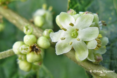 Houx verticill - Winterberry - Ilex verticillata 4 m14