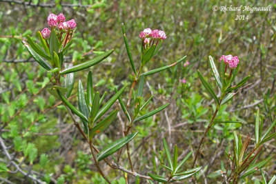 Kalmia  feuilles d'Andromde - Swamp laurel - Kalmia polifolia 1 m14