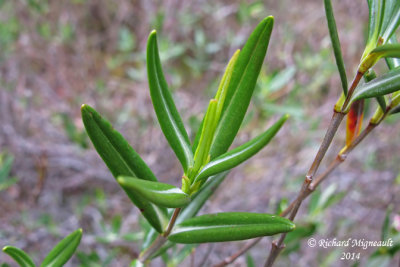 Kalmia  feuilles d'Andromde - Swamp laurel - Kalmia polifolia 5 m14