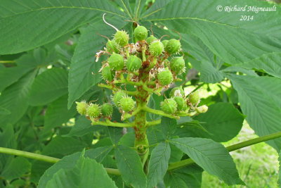 Marronnier dInde - Horse-chestnut - Aesculus hippocastanum 3 m14