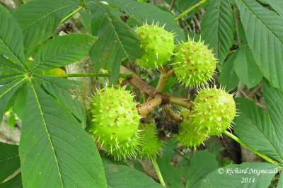 Marronnier dInde - Horse-chestnut - Aesculus hippocastanum 4 m14