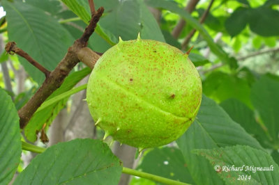 Marronnier dInde - Horse-chestnut - Aesculus hippocastanum 5 m14