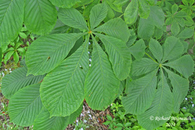 Marronnier dInde - Horse-chestnut - Aesculus hippocastanum 6 m14