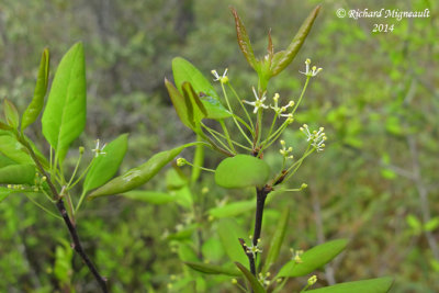 Némopanthe mucroné - Mountain-holly - Nemopanthus mucronatus 1 m14
